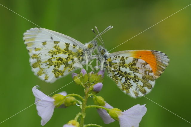 Orange-tip (Anthocharis cardamines)