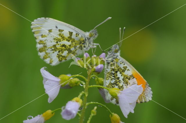 Oranjetipje (Anthocharis cardamines)