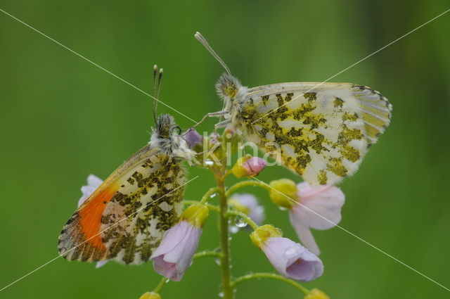 Oranjetipje (Anthocharis cardamines)