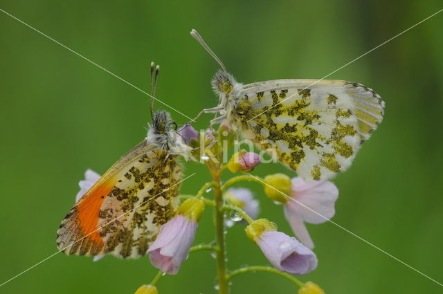 Orange-tip (Anthocharis cardamines)