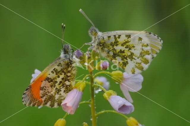 Oranjetipje (Anthocharis cardamines)