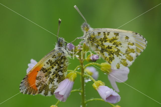 Orange-tip (Anthocharis cardamines)