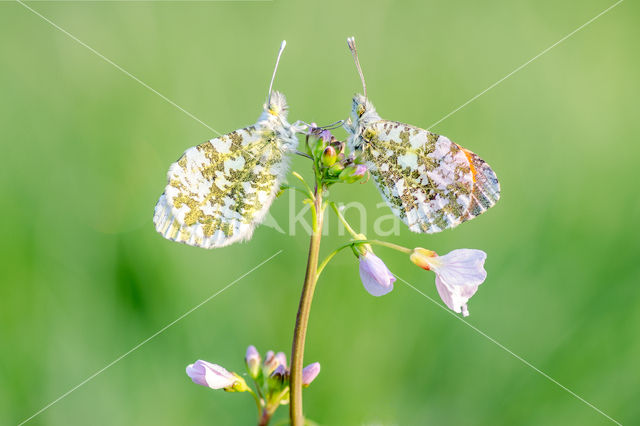 Oranjetipje (Anthocharis cardamines)