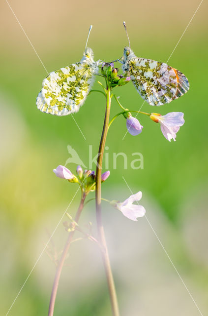 Oranjetipje (Anthocharis cardamines)