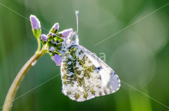 Oranjetipje (Anthocharis cardamines)