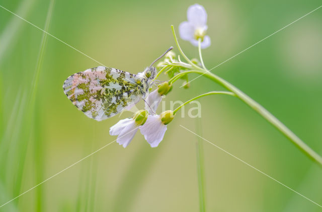 Oranjetipje (Anthocharis cardamines)