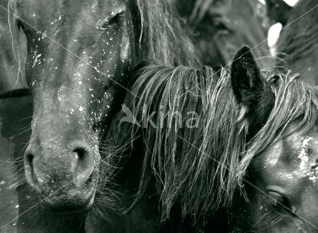 Horse (Equus spp)