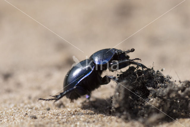 Common Dor Beetle (Geotrupes vernalis)