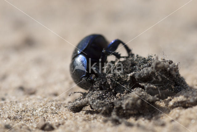 Common Dor Beetle (Geotrupes vernalis)