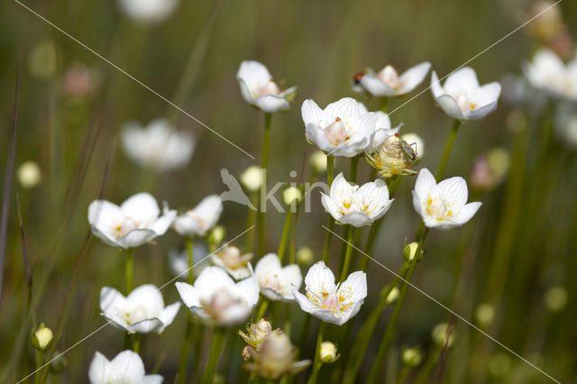 Northern Grass-of-parnassus (Parnassia palustris)