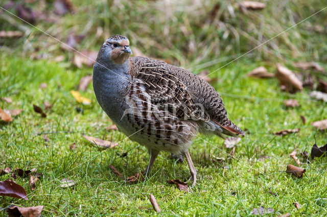 Grey Partridge (Perdix perdix)