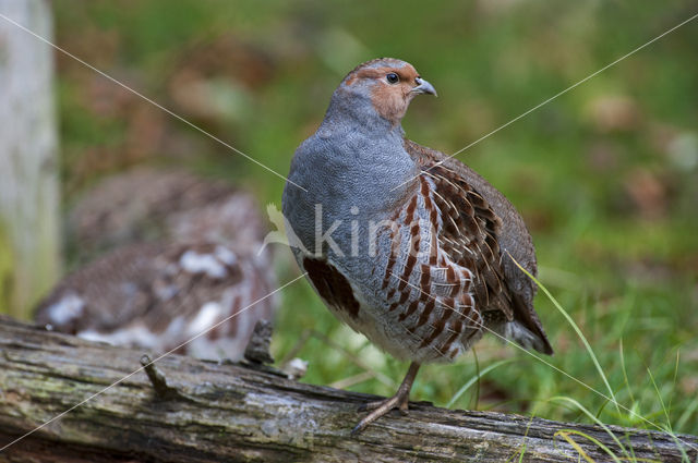 Grey Partridge (Perdix perdix)