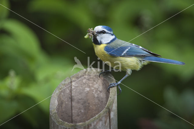 Pimpelmees (Parus caeruleus)