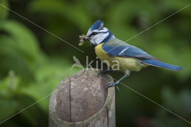 Pimpelmees (Parus caeruleus)