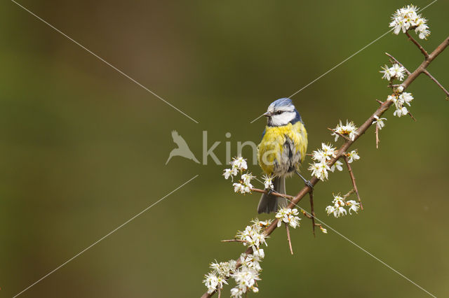 Pimpelmees (Parus caeruleus)