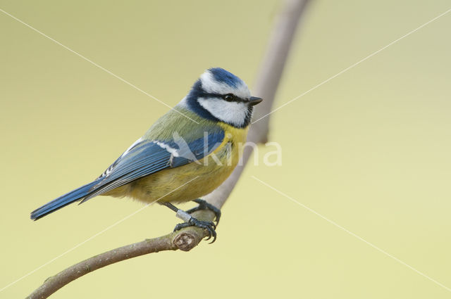 Blue Tit (Parus caeruleus)