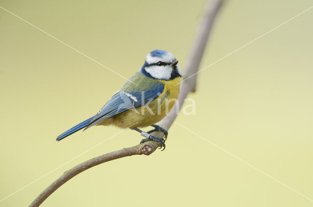 Blue Tit (Parus caeruleus)