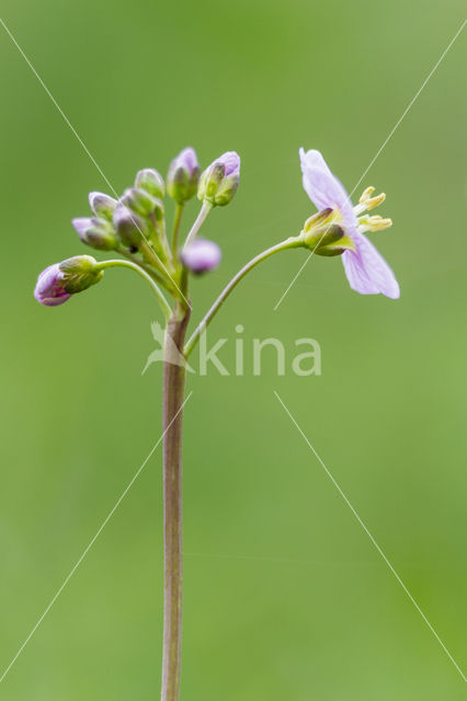 Cuckoo flower (Cardamine pratensis var angustifolia)