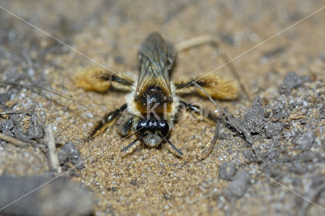 Pluimvoetbij (Dasypoda hirtipes)