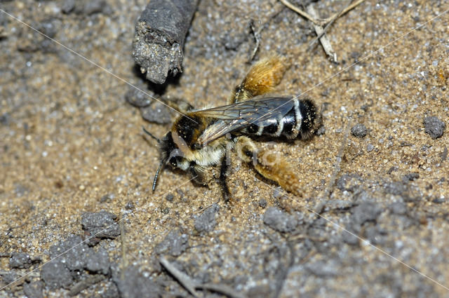 Pluimvoetbij (Dasypoda hirtipes)