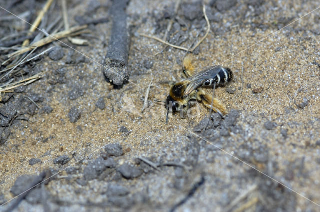 Pluimvoetbij (Dasypoda hirtipes)