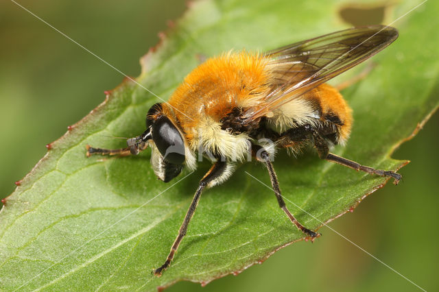 Pluimwoudzwever (Criorhina floccosa)