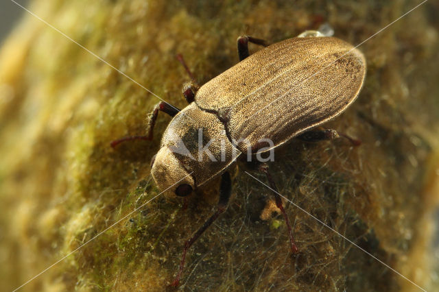 Pomatinus substriatus