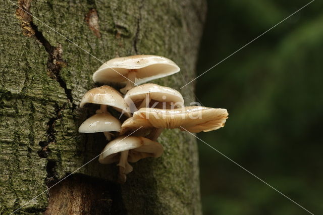 Porcelain fungus (Oudemansiella mucida)