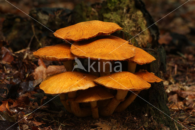 Giant Flame Cap (Gymnopilus junonius)