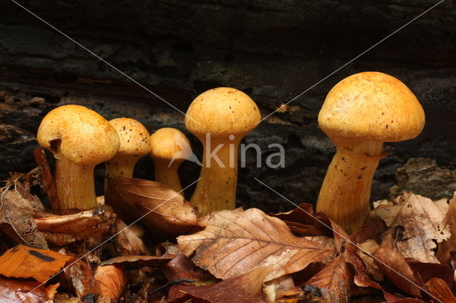 Giant Flame Cap (Gymnopilus junonius)