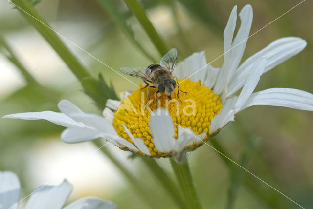 Puntbijvlieg (Eristalis interrupta)