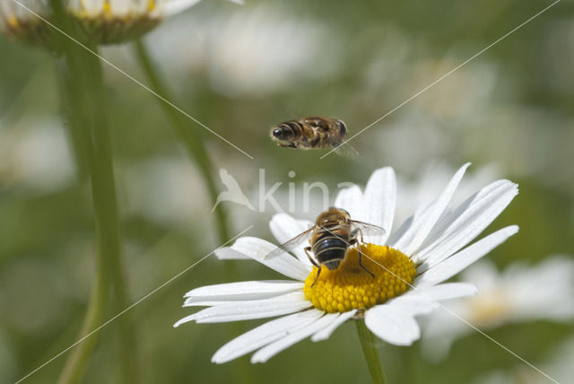 Puntbijvlieg (Eristalis interrupta)