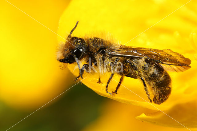 Sleepy Carpenter Bee (Chelostoma florisomne)