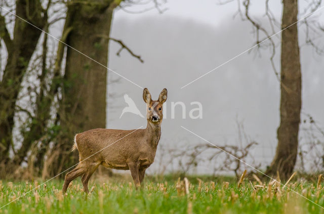 Roe Deer (Capreolus capreolus)