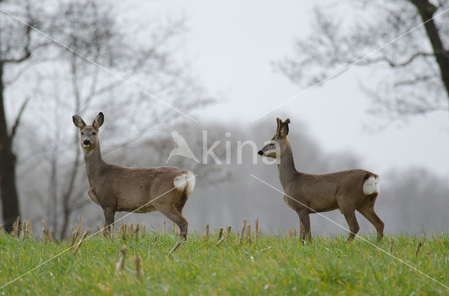 Roe Deer (Capreolus capreolus)