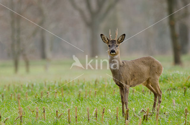 Roe Deer (Capreolus capreolus)