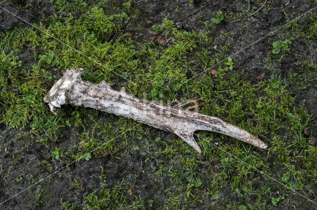Roe Deer (Capreolus capreolus)