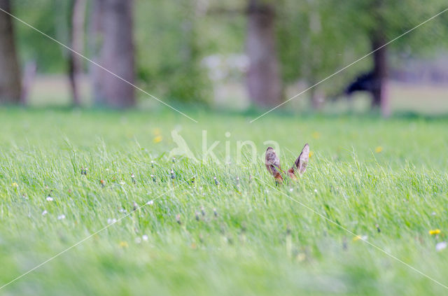 Roe Deer (Capreolus capreolus)