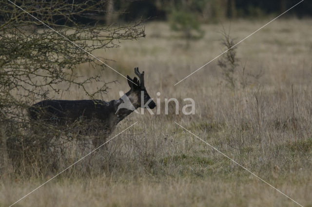 Roe Deer (Capreolus capreolus)