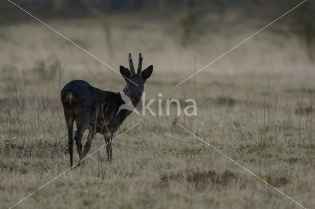 Roe Deer (Capreolus capreolus)