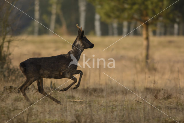 Roe Deer (Capreolus capreolus)