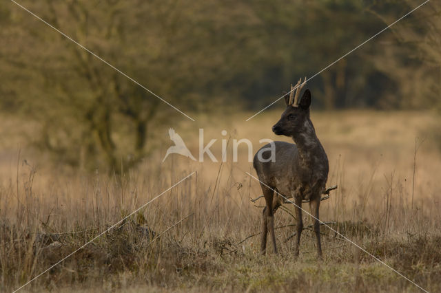 Roe Deer (Capreolus capreolus)