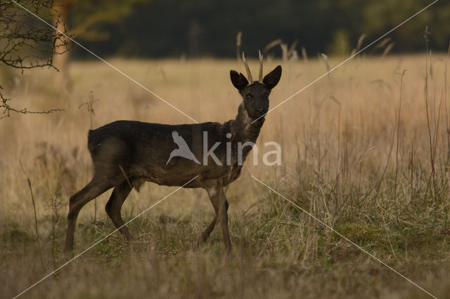 Roe Deer (Capreolus capreolus)