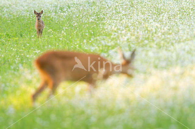 Roe Deer (Capreolus capreolus)