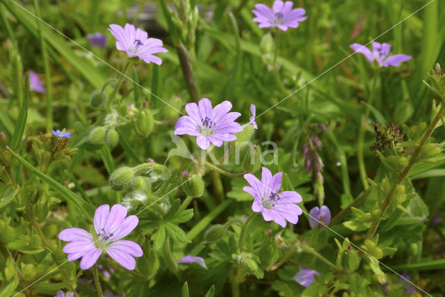 Manescau Stork's-bill (Erodium manescavii)