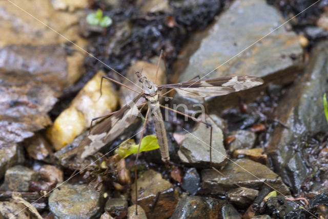 Tipula maxima