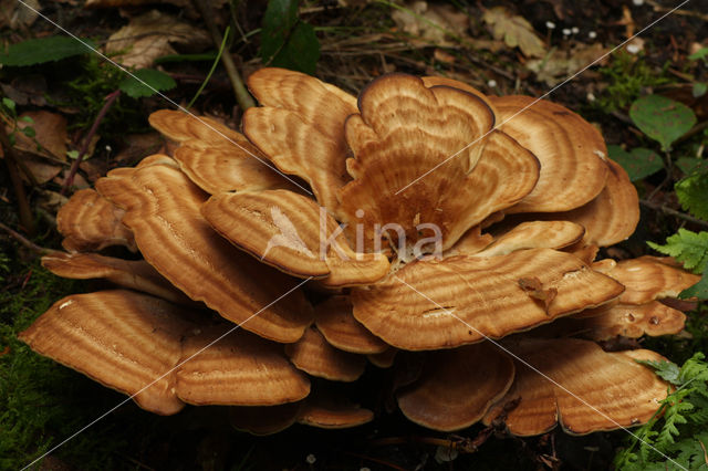 Reuzenzwam (Meripilus giganteus)