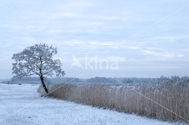 Riet (Phragmites australis)