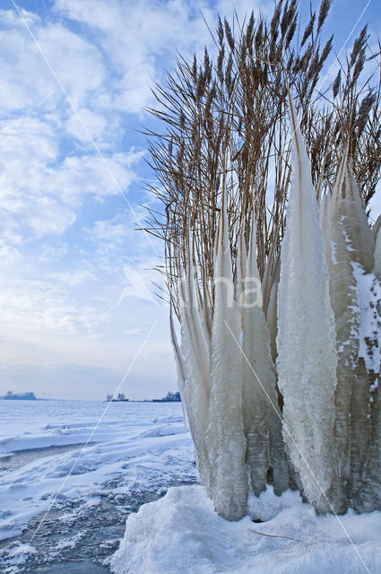 Common Reed (Phragmites australis)