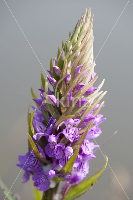 Southern Marsh-orchid (Dactylorhiza praetermissa)